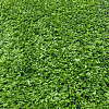 Искусственная трава Artificial Grass BM370-9мм; 1 м купить в СОМ